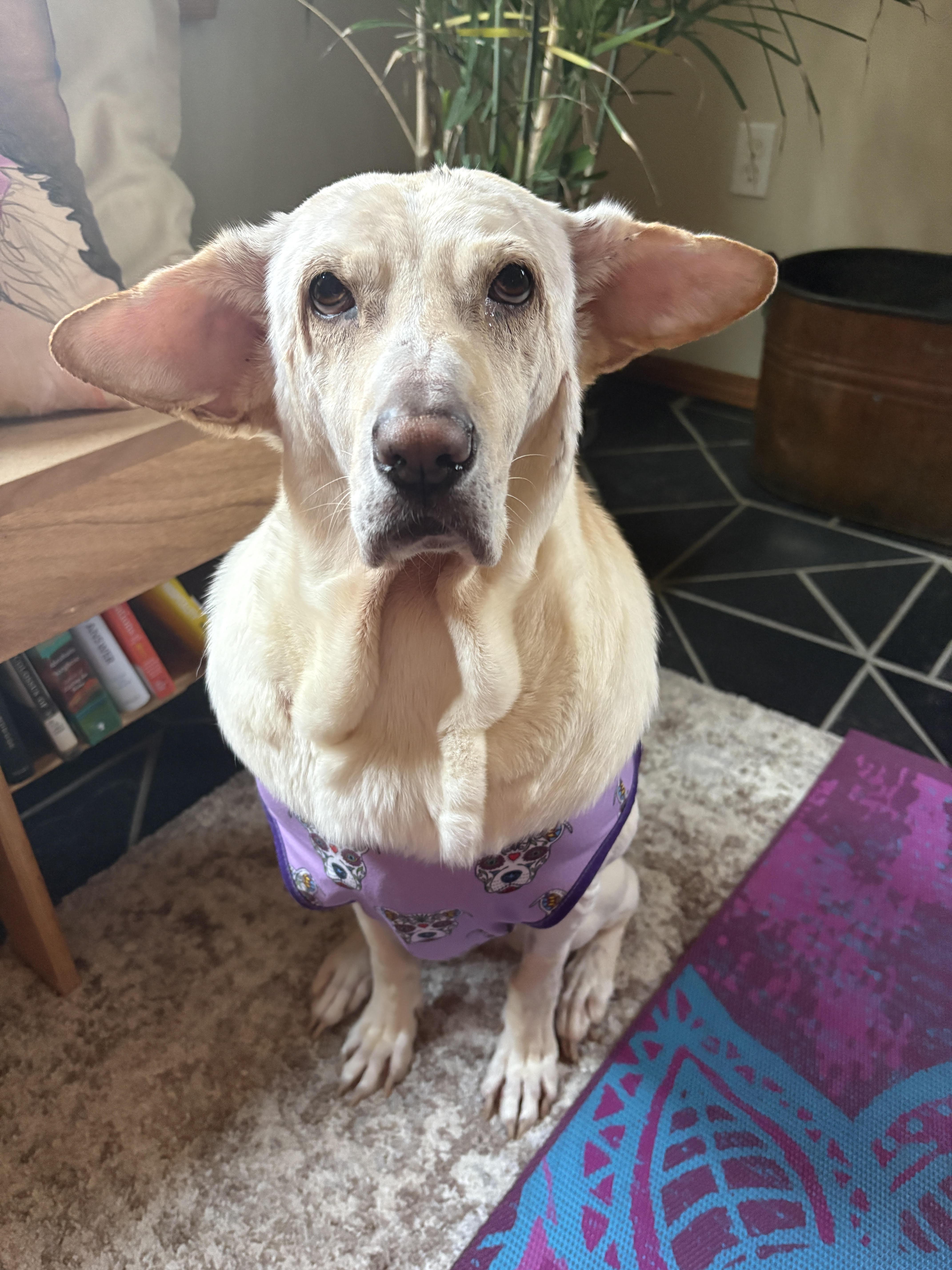 Mazzy Starr thumbnail 5