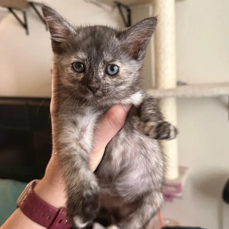 A baby small-sized female Tortoiseshell Domestic Short Hair cat named Sylvie for adoption in Hemet, CA