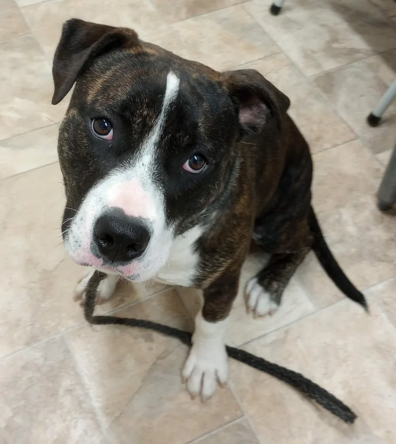 A baby large-sized male Pit Bull Terrier dog named Clark for adoption in Gold Beach, OR
