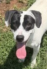 A young medium-sized female Hound dog named Bunny for adoption in Carrollton, GA
