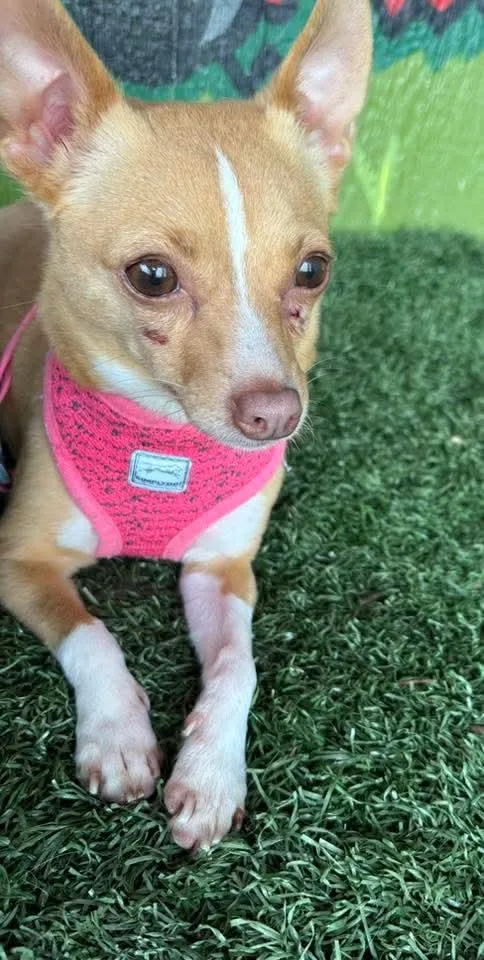 Chloe