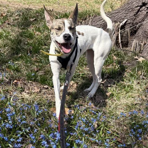 A young medium-sized female Yellow / Tan / Blond / Fawn Shepherd dog named Honey for adoption in Washington DC, DC