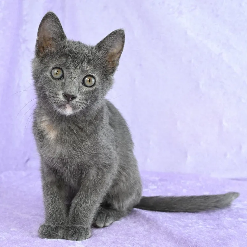 A baby small-sized female Tortoiseshell Domestic Short Hair cat named Girlfriend for adoption in Mobile, AL