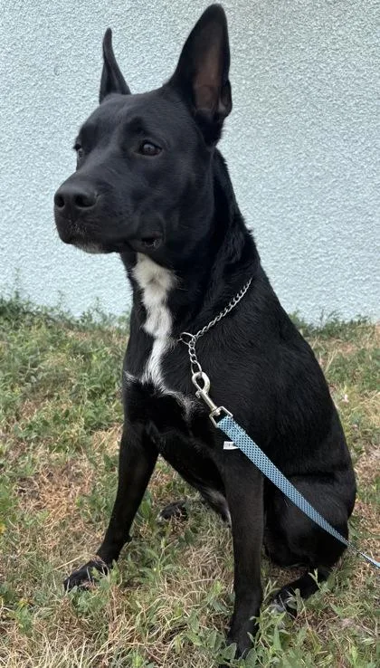 An adult large-sized female German Shepherd Dog dog named Deedee for adoption in McCook, NE