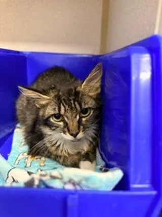 A baby medium-sized female Tabby (Brown / Chocolate) Domestic Long Hair cat named Fluffers for adoption in Winter Haven, FL