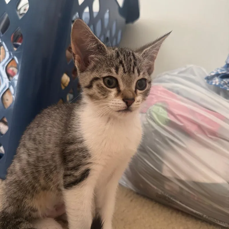 A baby small-sized female Domestic Short Hair cat named Violet for adoption in Cumming, GA