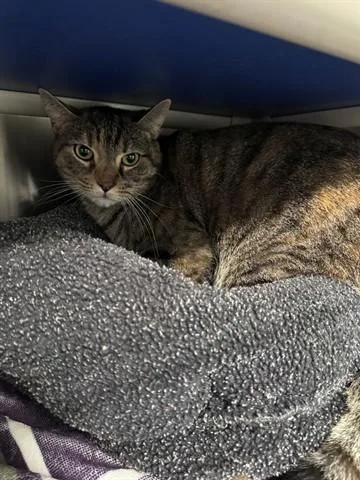A young medium-sized female Domestic Short Hair cat named Tiger Eyes for adoption in Santa Monica, CA