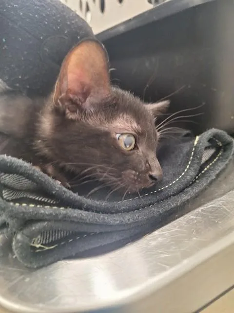 A baby small-sized male Domestic Short Hair cat named Frenchie for adoption in Fort Lauderdale, FL