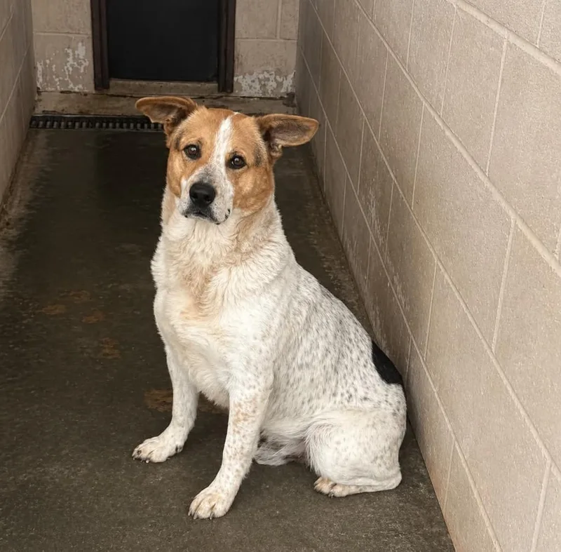A senior small-sized male Hound dog named Bucky for adoption in Beebe, AR