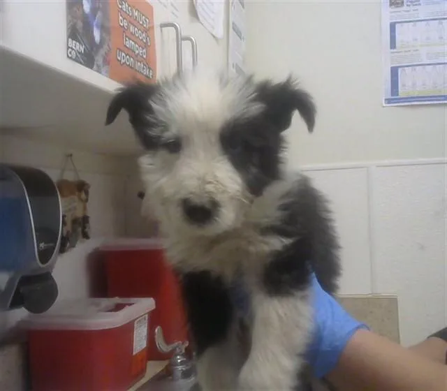 A baby small-sized female Border Collie dog named Milly for adoption in Albuquerque, NM