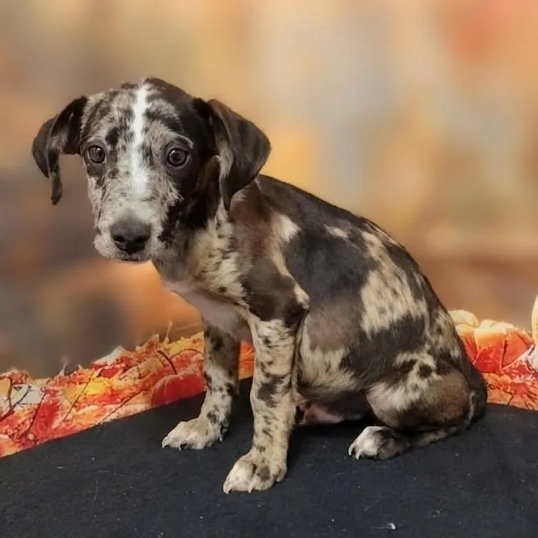 A baby medium-sized male Gray / Blue / Silver Australian Shepherd dog named Mateo for adoption in Griswold, CT