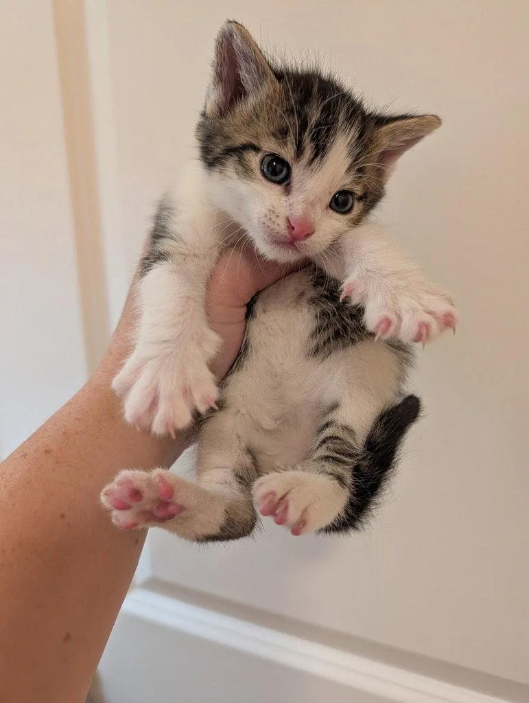 Theodore