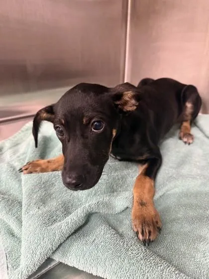 A baby small-sized male Terrier dog named Goofy Goober for adoption in Honolulu, HI