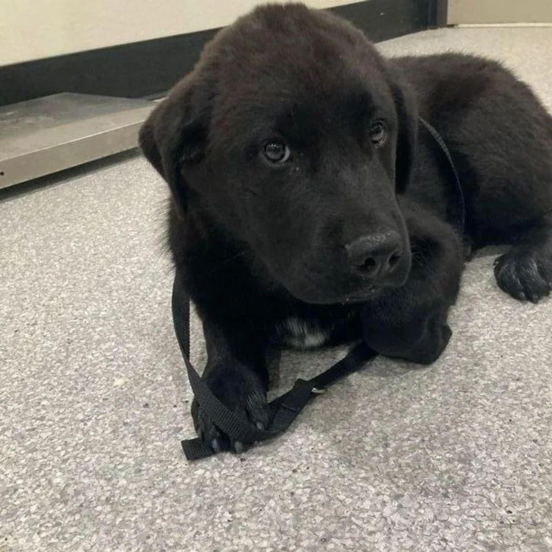 Ozzie