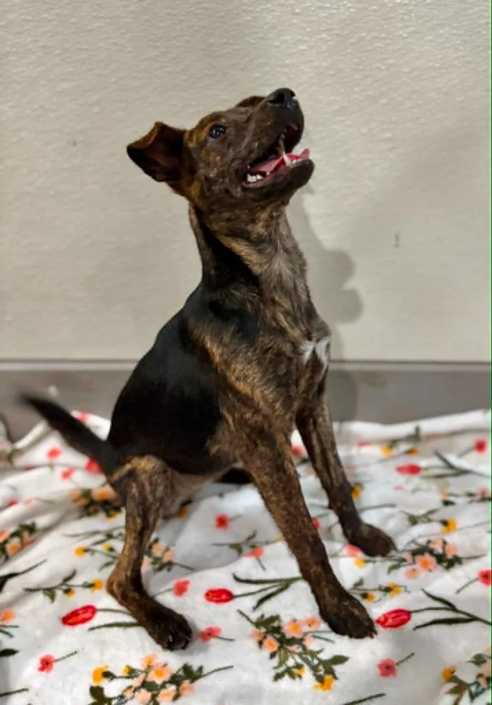 A baby medium-sized female Mixed Breed dog named Buttercup for adoption in Fond Du Lac, WI