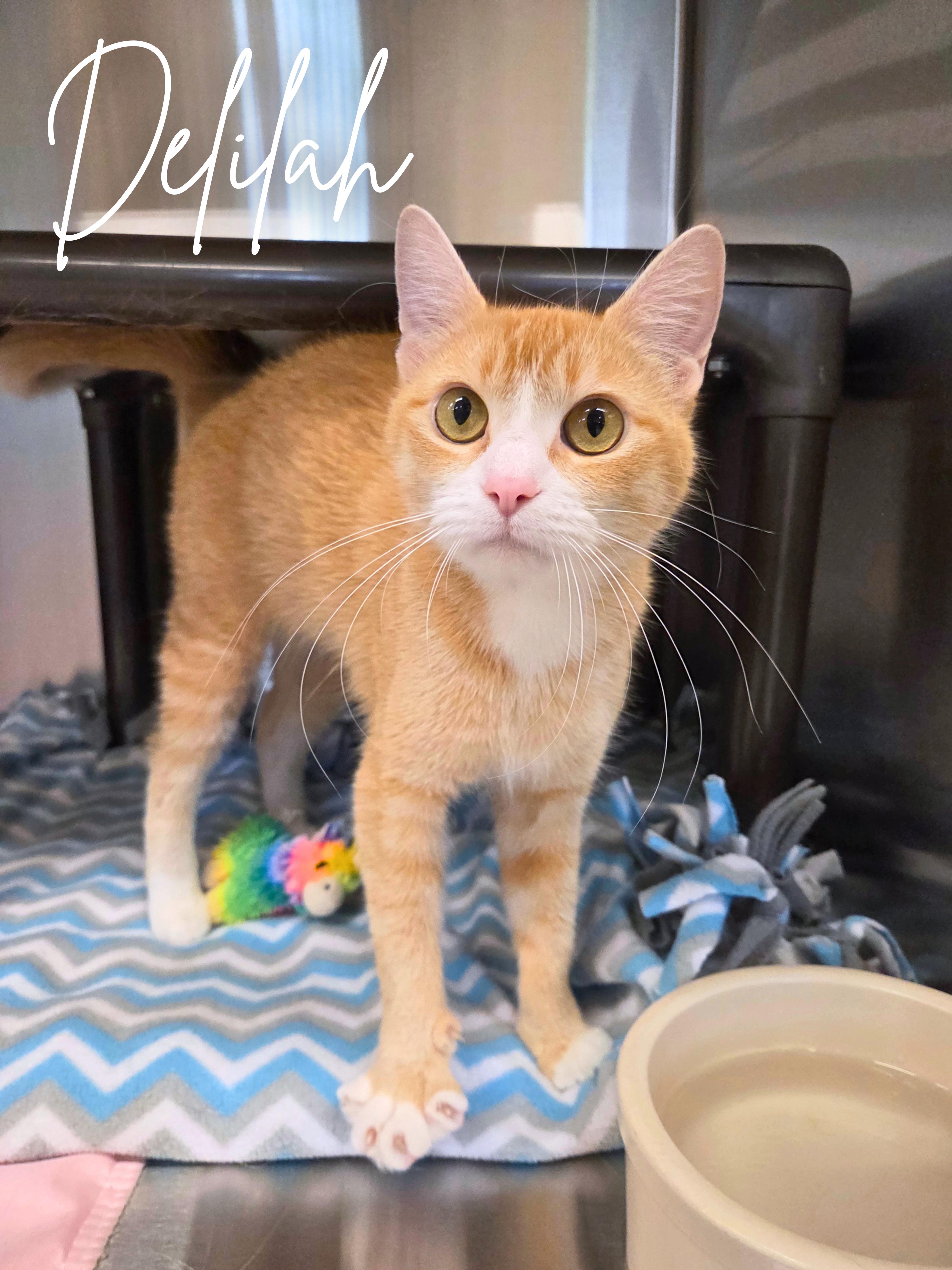 A young medium-sized female Tabby (Orange / Red) Domestic Short Hair cat named Delilah for adoption in Nevada, IA