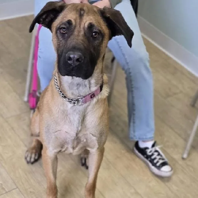 An adult large-sized female Black Mouth Cur dog named Sassy for adoption in Scottsburg, IN