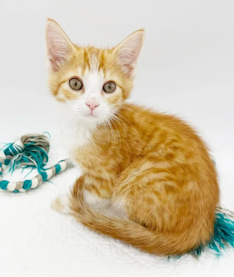 A baby small-sized male Tabby (Orange / Red) Tabby cat named Larry  Old School for adoption in Bedford Hills, NY