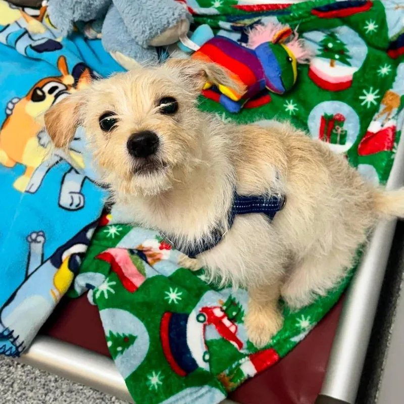 A baby small-sized male Yellow / Tan / Blond / Fawn Maltese dog named Beacon for adoption in Wichita, KS