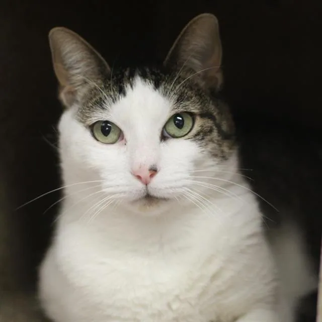 An adult small-sized male Domestic Short Hair cat named Charlie Catnip for adoption in Centerville, MA