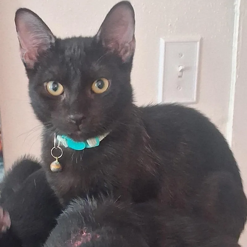 A young small-sized male Black Domestic Short Hair cat named Lynx for adoption in Santa Fe, TX