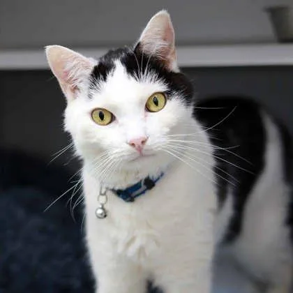 An adult small-sized male White Domestic Short Hair cat named Double Stuffed Oreo for adoption in Atlanta, GA