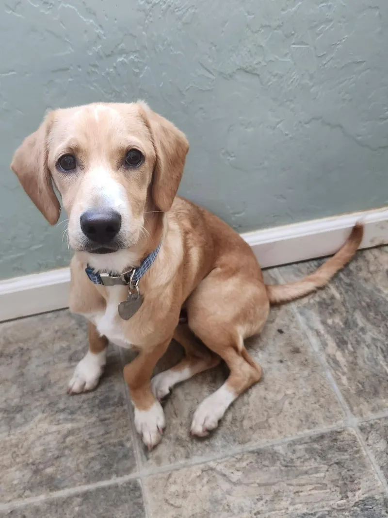 A baby small-sized male Beagle dog named Vinnie for adoption in Elk Grove, CA