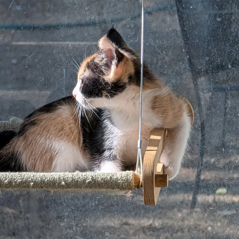 A young small-sized female Domestic Short Hair cat named Doris for adoption in Brea, CA