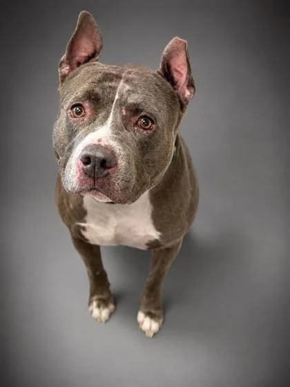 An adult large-sized male American Staffordshire Terrier dog named Loki for adoption in Bowling Green, KY