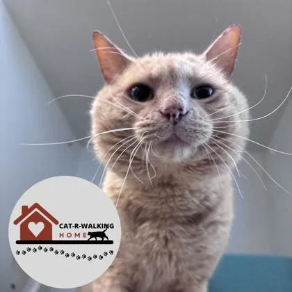 An adult small-sized male Domestic Short Hair cat named Gramps for adoption in Janesville, WI
