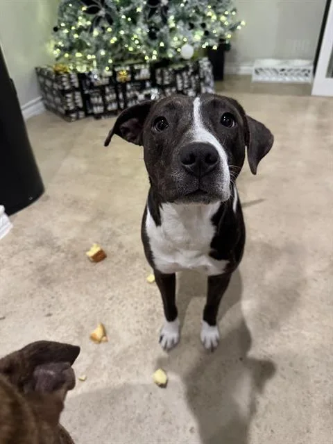 A young medium-sized female American Staffordshire Terrier dog named Luna for adoption in San Antonio, TX