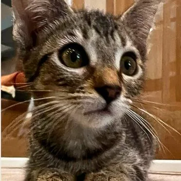 A baby small-sized female Domestic Short Hair cat named Principal for adoption in Los Angeles, CA