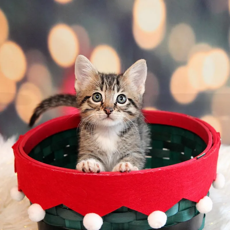 An adult large-sized male Gray / Blue / Silver Domestic Short Hair cat named Witt for adoption in Shawnee, KS