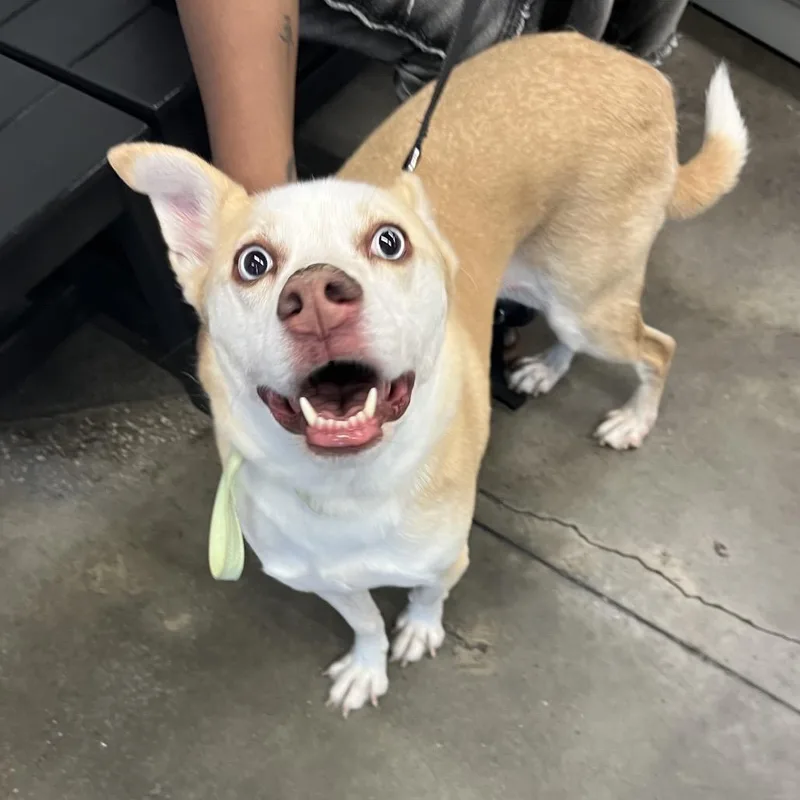 Max