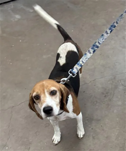 An adult medium-sized female Mixed Breed dog named Luna for adoption in Dallas, TX