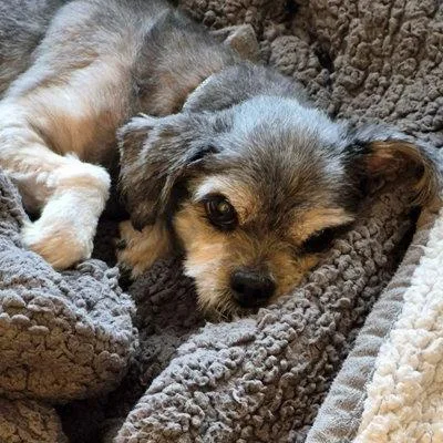 An adult small-sized male Shih Tzu dog named Louie for adoption in Arlington, VA