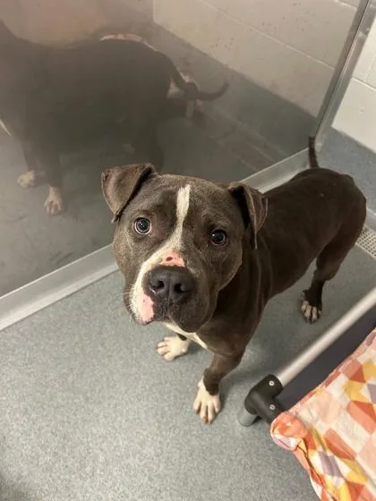 An adult large-sized male Pit Bull Terrier dog named Wallace for adoption in Fishers, IN
