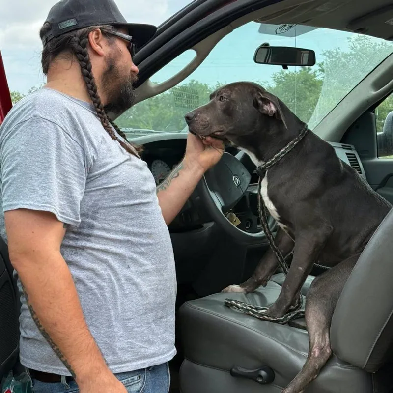 An adult medium-sized male Gray / Blue / Silver Pit Bull Terrier dog named Mr.Grey D for adoption in Corsicana, TX