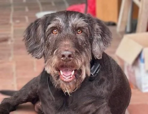 An adult large-sized male Brown / Chocolate German Wirehaired Pointer dog named Baylie for adoption in Washington, DC