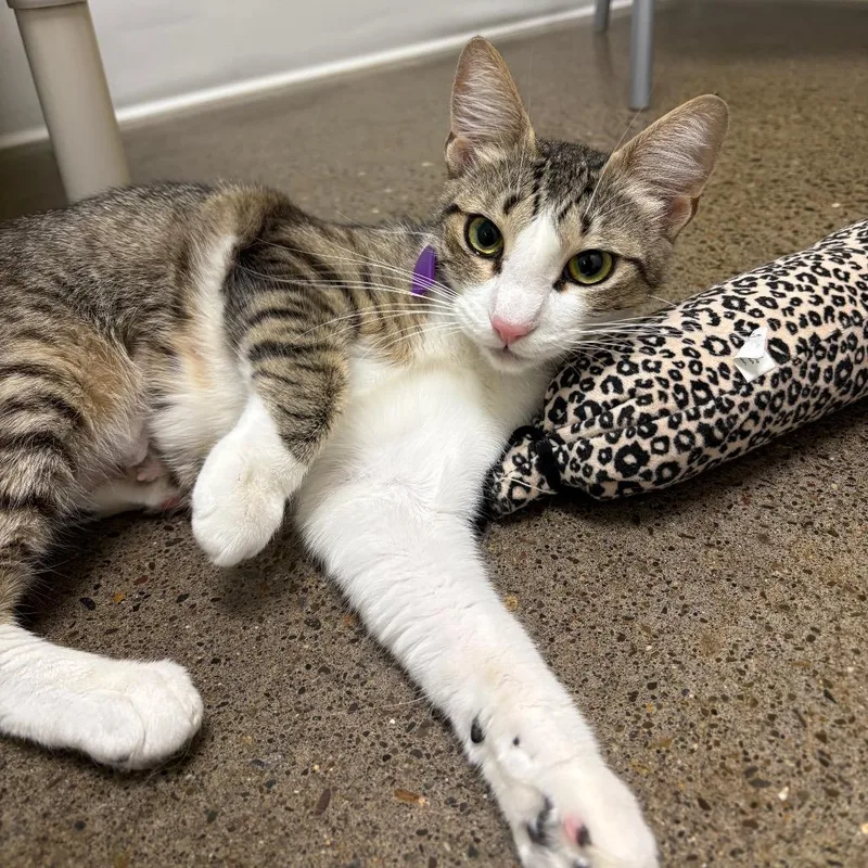 A young medium-sized female White Domestic Short Hair cat named Enid for adoption in Keizer, OR