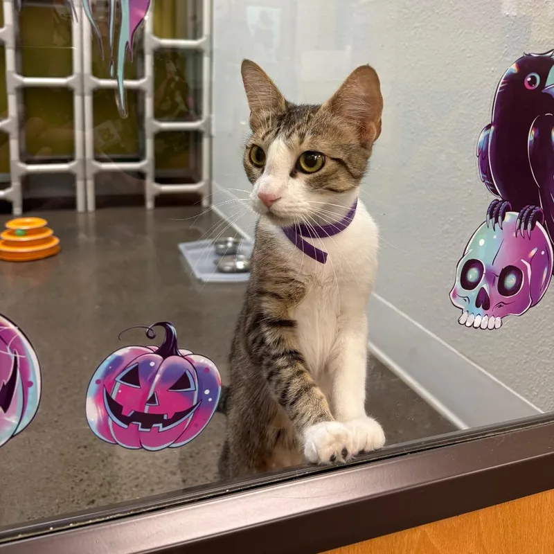 Enid thumbnail 2