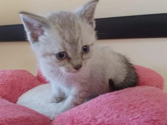 A baby small-sized male Domestic Short Hair cat named Mars for adoption in Lancaster, CA