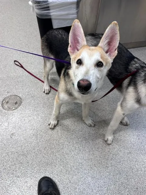 A young medium-sized male German Shepherd Dog dog named Jack for adoption in San Luis Obispo, CA