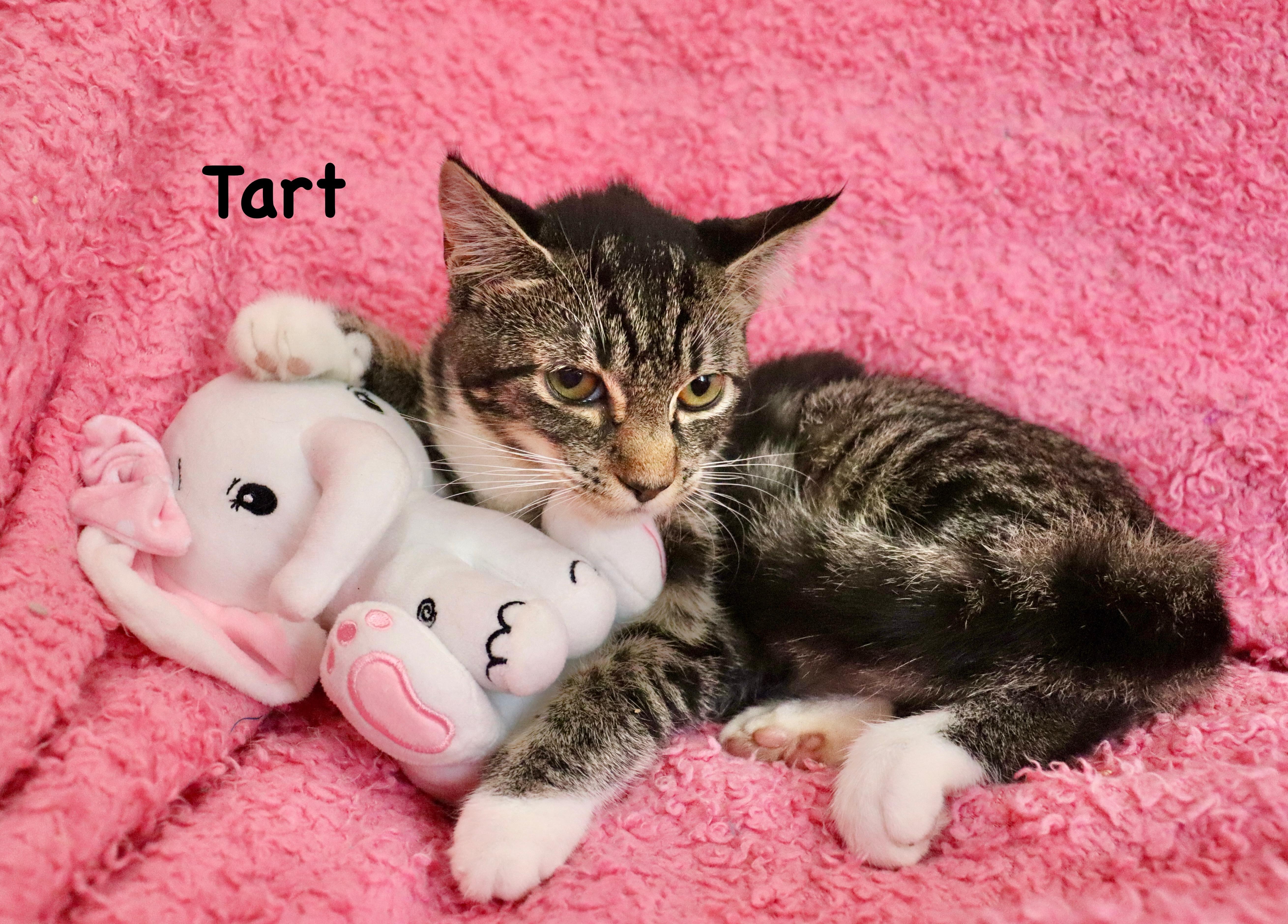 Tart