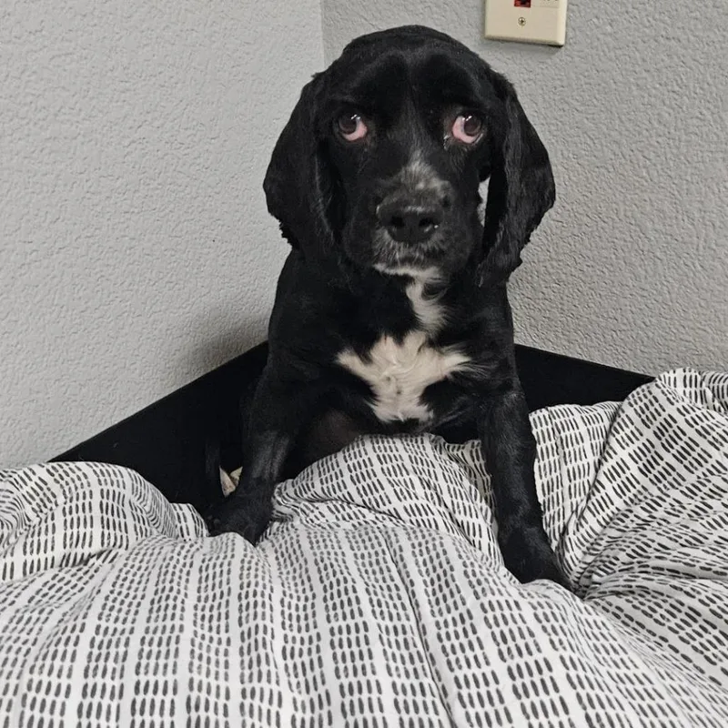 An adult small-sized male Black Cocker Spaniel dog named River Trapper for adoption in Las Vegas, NV