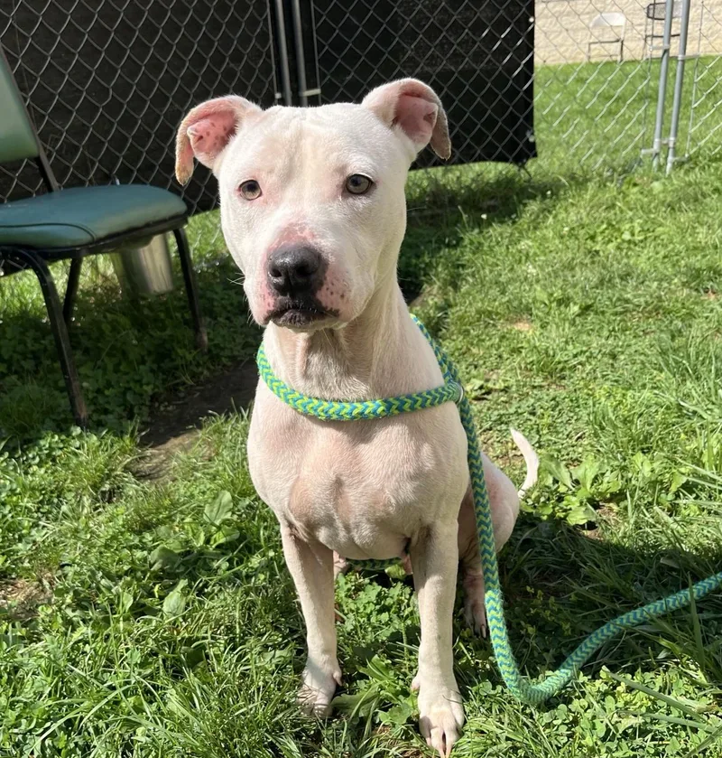 An adult medium-sized female White / Cream Mixed Breed dog named Rosie for adoption in Youngstown, OH