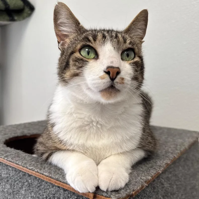 A senior large-sized male Brown / Chocolate Domestic Medium Hair cat named Thor for adoption in Port Angeles, WA