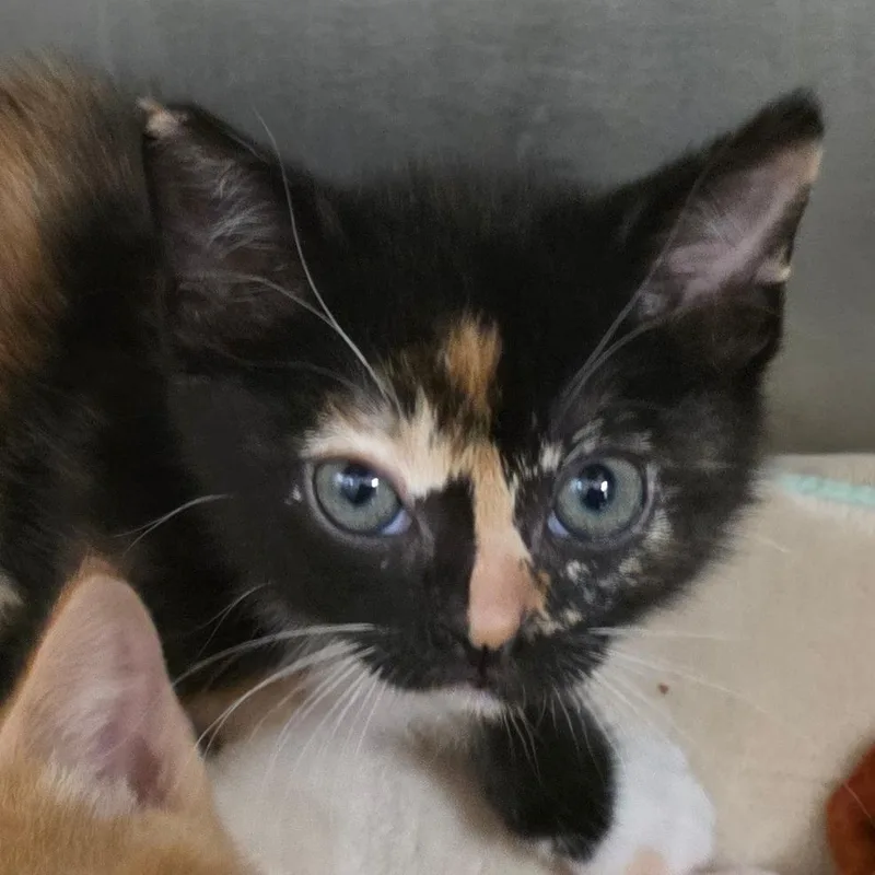 Petal Panic thumbnail 2