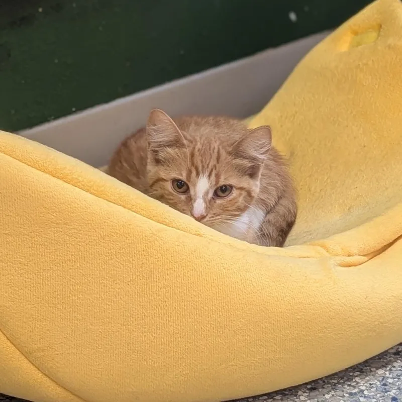 A baby small-sized female Domestic Short Hair cat named Uno for adoption in Prairie du Chien, WI