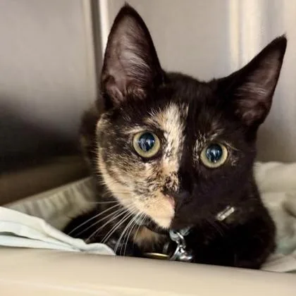 An adult medium-sized female Tortoiseshell Domestic Short Hair cat named Artem for adoption in Lansing, MI